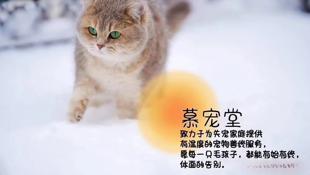 东凤慕宠堂宠物善终火化